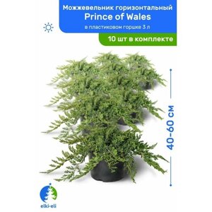 Можжевельник горизонтальный Prince of Wales (Принц Уэльский) 40-60 см в пластиковом горшке 3 л, саженец, живое хвойное растение, комплект из 10 шт