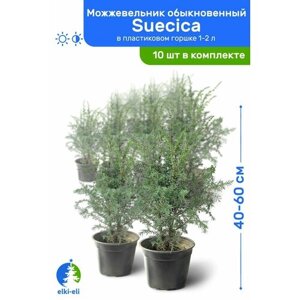Можжевельник обыкновенный Suecica (Суецика) 40-60 см в пластиковом горшке 1-2 л, саженец, хвойное живое растение, комплект из 10 шт