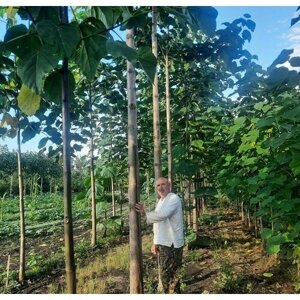 Павловния "Томентоза"корневые черенки для выращивания деревьев и выгонки саженцев