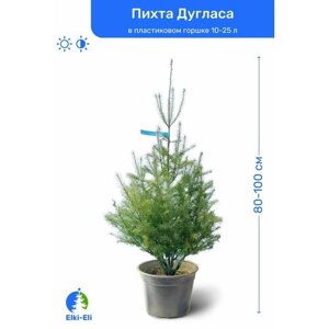 Пихта Дугласа (Мензиеса) 100-125 см в пластиковом горшке 20-30 л, саженец, хвойное живое растение