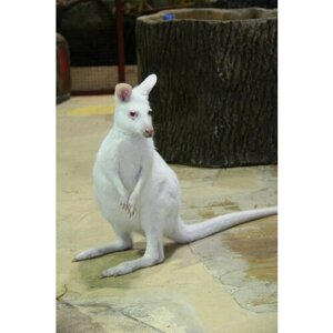 Подарочный сертификат «Контактный зоопарк Белый кенгуру»1 сеанс (будний день), 1 человек)