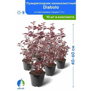 Пузыреплодник калинолистный Diabolo (Дьяболо) 40-60 см в пластиковом горшке 1-3 л, саженец, лиственное живое растение, комплект из 10 шт