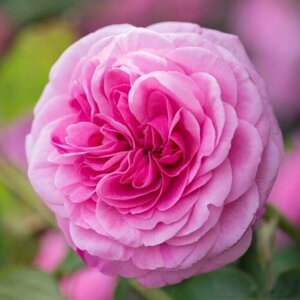 Роза английская парковая Гертруда Джекилл