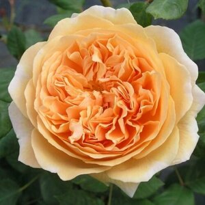 Роза английская парковая Краун Принцесс Маргарет