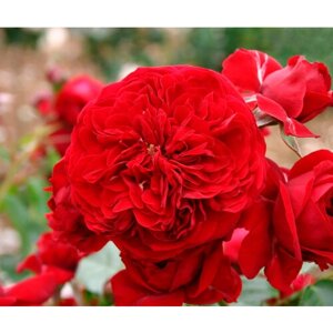 Саженец роза флорибунда Роткапхен