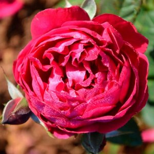 Саженец роза шраб Бисантенэр де Гийо