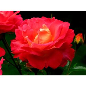 Саженец роза шраб Мейян Декор Арлекин