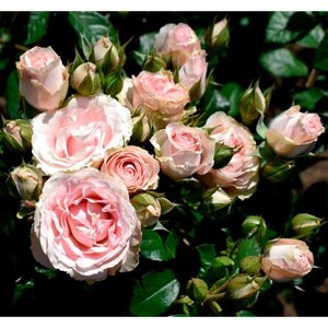 Саженец роза спрей Пинк Иришка (многоцветковая)