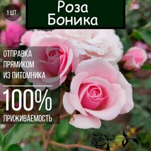 Саженец розы Боника / Парковая роза