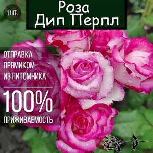 Саженец розы Дип Перпл / Чайно гибридная роза