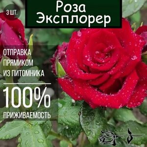 Саженец розы Эксплорер 3 шт. Чайно гибридная роза