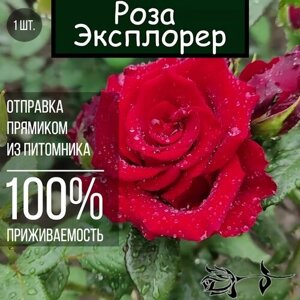 Саженец розы Эксплорер / Чайно гибридная роза