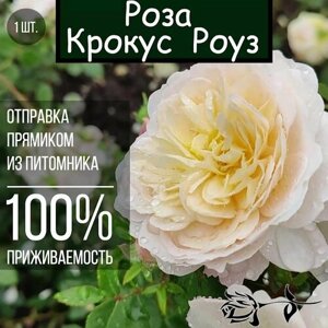 Саженец розы Крокус Роуз / Парковая роза