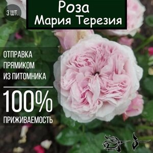 Саженец розы Мария Терезия 3 шт. Роза флорибунда