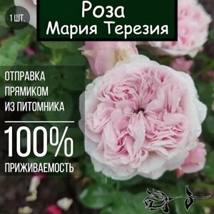 Саженец розы Мария Терезия / Роза флорибунда
