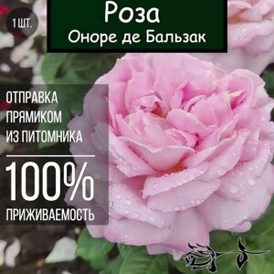Саженец розы Оноре де Бальзак / Чайно гибридная роза