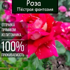 Саженец розы Пёстрая фантазия / Чайно гибридная роза