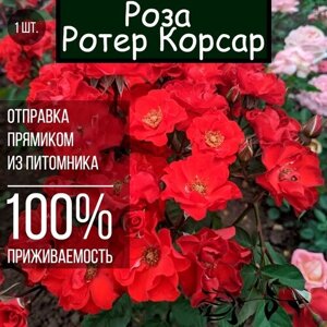Саженец розы Ротер Корсар / Парковая роза