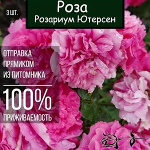 Саженец розы Розариум Ютерсен 3 шт. Плетистая роза