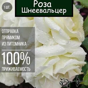 Саженец розы Шнеевальцер / Плетистая роза