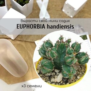 Семена Euphorbia HANDIENSIS - кактусоподобный суккулент Хандия, Эуфорбия. Самый редкий в мире молочай