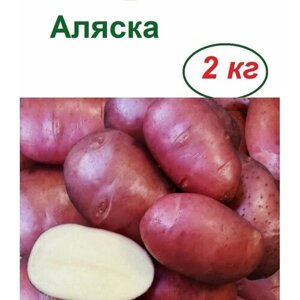 Семенной картофель Аляска, 2 кг, селекционный сорт с высоким показателем товарности плодов, с устойчивостью к болезням, с прекрасными вкусовыми характеристиками