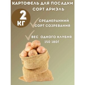 Семенной картофель ариэль - 2 кг