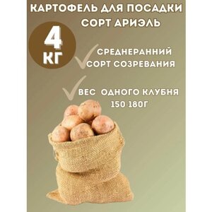 Семенной картофель ариэль - 4 кг