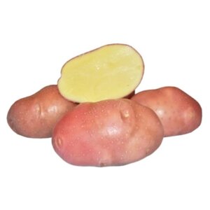 Семенной картофель беллароза (суперэлита)