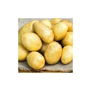 Семенной картофель Брянский деликатес 4 кг