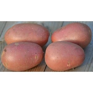 Семенной картофель Фламинго 4 кг