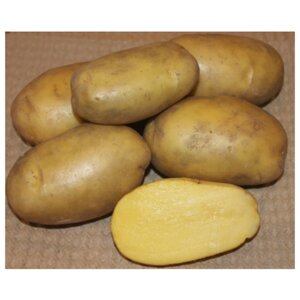 Семенной картофель гулливер (суперэлита)