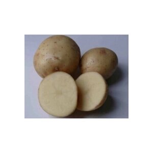 Семенной картофель Невский 10 кг