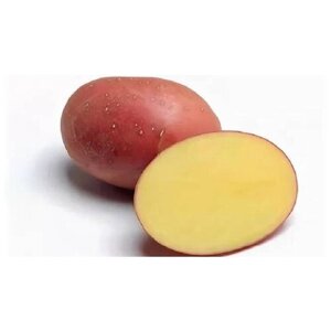 Семенной картофель Рэд Соня 2 кг