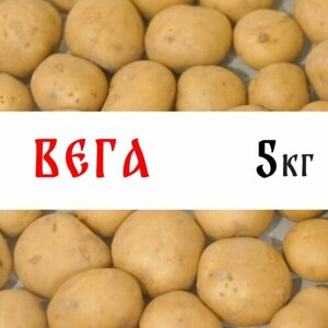 Семенной картофель сорта "Вега" 5кг, клубни