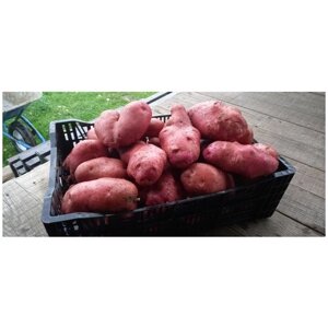 Семенной картофель уника