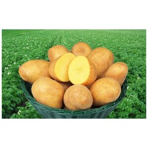 Семенной селекционный картофель Адретта, репродукция Супер Элита, 2 кг