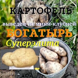 Семенной селекционный картофель богатырь Суперэлита 5 кг