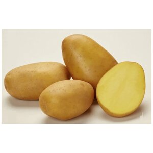 Семенной селекционный картофель Джувел, репродукция Супер Элита, 2 кг