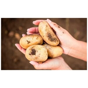 Семенной селекционный картофель Коломбо, репродукция Супер Элита, 2 кг