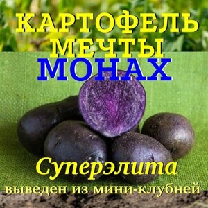 Семенной селекционный картофель монах Суперэлита 2 кг