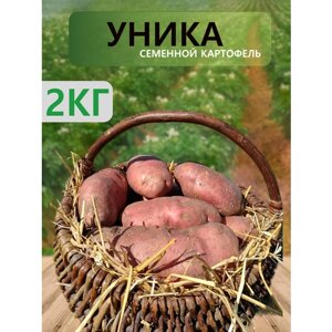 Семенной селекционный картофель Уника, репродукция Супер Элита, 2 кг