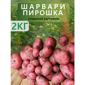 "Шарвари Пирошка"Семенной картофель "Суперэлита", 2 кг
