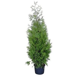 Туя западная Брабант | Thuja occidentalis 'Brabant'саженец 140-160 см в контейнере С35