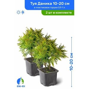 Туя западная Даника (Danica) 10-20 см в пластиковом горшке 0,9-1 л, саженец, хвойное живое растение, комплект из 2 шт