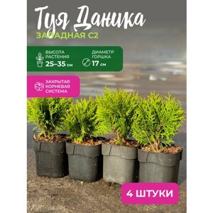 Туя западная Даника С2, высота 25-35 см, диаметр горшка 17 см, Комплект из 4х растений