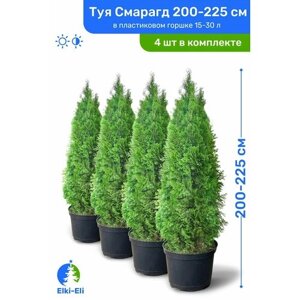 Туя западная Смарагд 200-225 см в пластиковом горшке 25-60 л, саженец, хвойное живое растение, комплект из 4 шт