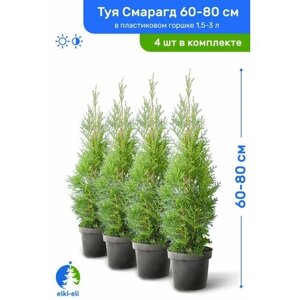 Туя западная Смарагд 60-80 см в пластиковом горшке 1,5-3 л, саженец, хвойное живое растение, комплект из 4 шт