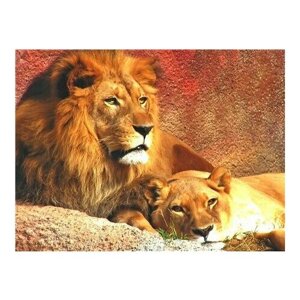 Алмазная мозаика картина стразами Лев и львица, 50х65 см