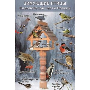 Плакат - таблица Зимующие птицы Европейской части России (1x0,7)